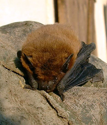 Zwergfledermaus (Pipistrellus pipistrellus)